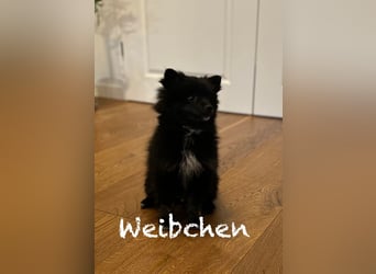 Mittelspitz Welpen