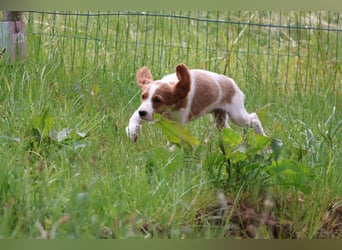 Sportlicher Familienhund - Irish Red and White Setter