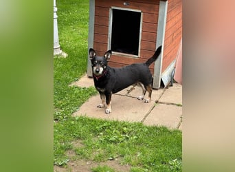 ♥LILA♥ neu auf Pflegestelle bei Köln - hübsche, ganz liebe kleine Hündin 35 cm
