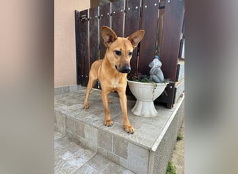 Kubu, geb. 01.06.2024, 40 cm, sucht ein Für-Immer-Zuhause