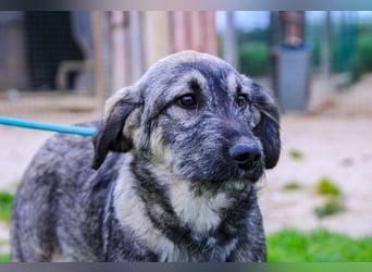 Rico  - Mix Schnauzer / Schäferhund, lieb und verträglich