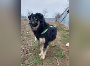 Laika, lebenslustig und menschenbezogen