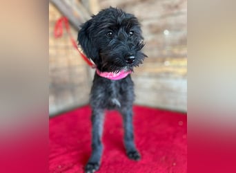 ❤️ süße kleine LEA - 6 Monate, 32cm/5,5kg - Schnauzer-Mix