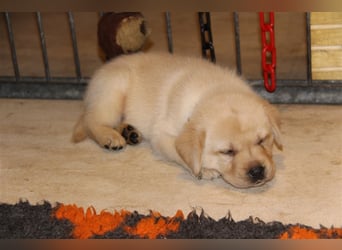 Unsere bildhübschen, vitalen Labradorwelpen sind gelandet!