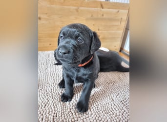 Labradorwelpen suchen bestes Zuhause