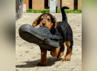 Airedale Terrier Welpen für aktive Hundefreunde