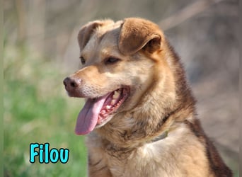 Filou 04/2022 - lebensfroher, unglaublich netter Hund sucht Menschen mit Herz!