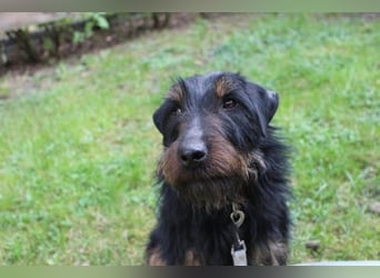 Speedy, Jagdterrier, geb, 2021, zuckersüße Sportskanone su. aktive Besitzer