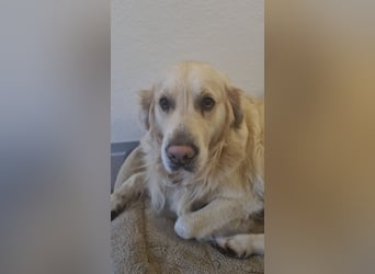 Golden Retriever Deckrüde