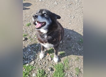 Huskymix Alek soll nicht im Shelter sterben