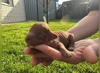 Welpen Pudel , Toypudel , Minipudel
