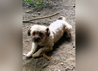 Kleiner Herzbube „Winnie“ – sucht sein Glück für immer