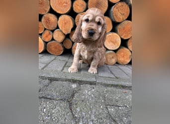 englische Cocker, Spaniel Welpen