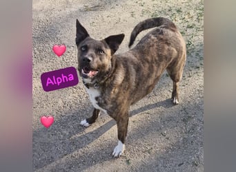 Bin ich ein Malinois Mix Mädel?