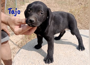 Tajo geb. 03/2025 (ESP) - neugieriger Labrador-Mix Welpe!