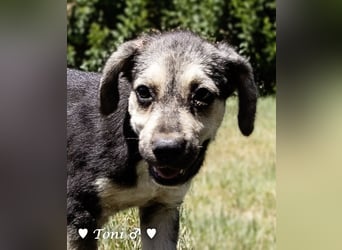 Teddy und seine Geschwister suchen ab September ein Zuhause