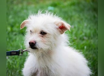 Lilu BR – Schüchterne Hundemama sucht liebevolles Zuhause