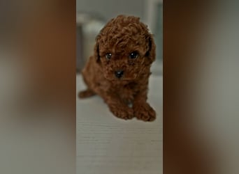 Bildschöne xxs Asiatische Püppchen Toypudel Welpen