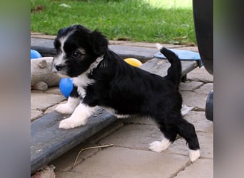 Kirsei-Kra Tibet Terrier Welpen ( VDH / ILT )
