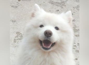 ❤️ liebe Familiehündin FRIDA - 3,5 Jahre, 60cm - Samojede