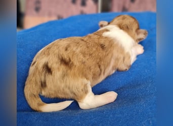 Bezaubernde Welpen aus Bolonka Zwetna und Pomeranian (Zwergspitz)
