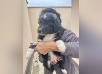 zuckersüßer Senna sucht Zuhause oder Pflegestelle!