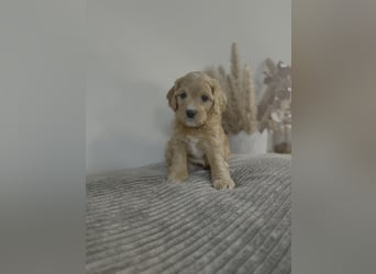 Cavapoo Welpen