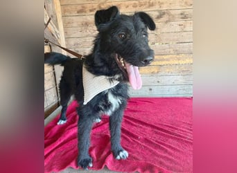 ❤️ superlieber Familienhund JANKO - 2 Jahre, 43cm/15kg - Schnauzer-Mix