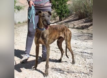 ARTISTA-Charakterstarker Galgo mit Herz und Haltung