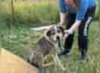 Freundlicher Kettenhund Kubik❤️sucht endlich Pflege- oder Endstelle