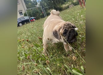 Mops welpen ab sofort Abgabe bereit.