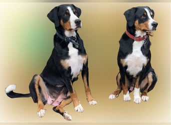 Appenzeller Sennenhund Welpe Rüde reinrassig sucht ein liebevolles Zuhause