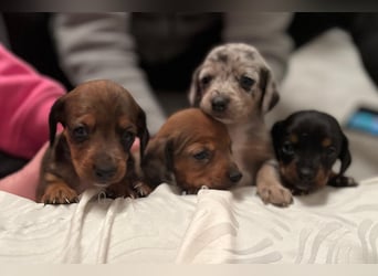 Zuckersüße Jack Russel- Dackel Welpen in liebevolle Hände abzugeben !