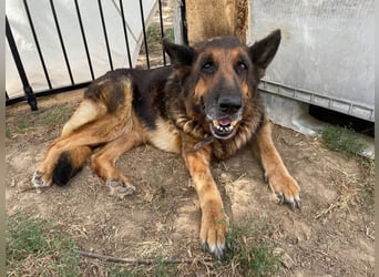 Dolly2, liebevolle Seniorin sucht Gnadenplatz , Notfall