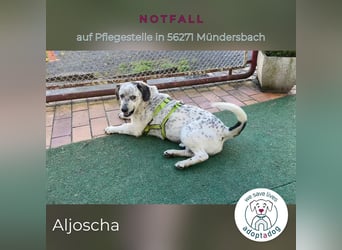 Aljoscha: beeindruckend und charismatisch (NOTFALL in D-56271)