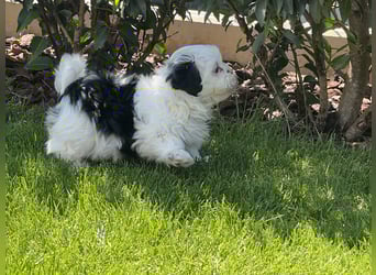 2 zuckersüße Maltipoo Welpen - Rüde und Hündin