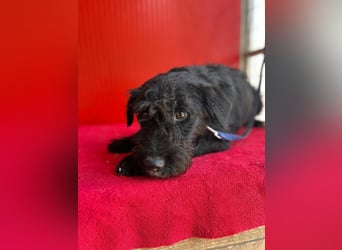 Theo, Schnauzer-Mix, Rüde, geb. am 07.10.2024, 40 cm