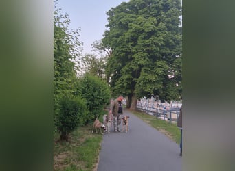 Mica – Abenteurer mit Herz sucht erfahrenes Zuhause