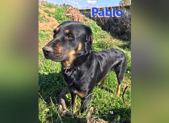 Pablo, 11/19 - ausgeglichener, lieber Rotti-Mix sucht erfahrene Familie