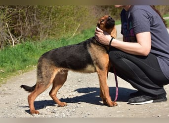 Bobko ist ein entspannter, lieber Hund