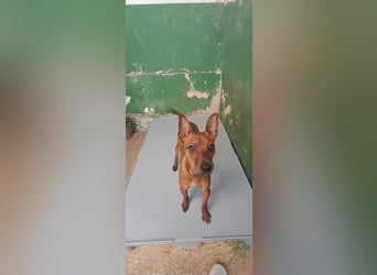 Lando - anfangs schüchterner, freundlicher und lieber Rüde / z.Zt. noch in Spanien
