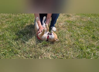 Shiba inu Welpen.   vom Haus Joe   ,Liebhaberzucht