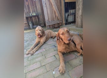 Ungarisch-Drahthaar-Welpen (UD) - Magyar Vizsla