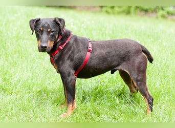 Chapi - quirliger, verschmuster Familienhund - Tierhilfe Franken e.V.