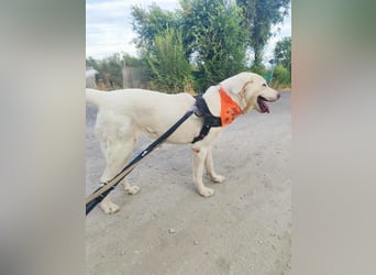 BLANCA