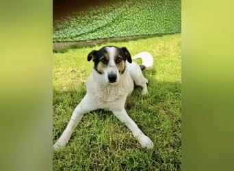 Lino, ein perfekter Begleiter