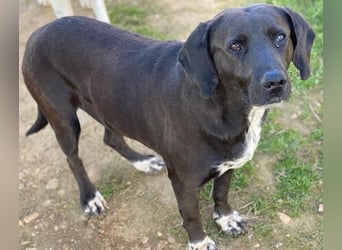 Hailey, geb. ca. 06/2015, lebt in GRIECHENLAND, auf einem Gelände, Hunde werden notdürftig versorgt