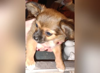 XXS Mini-Rasse-Mix Welpen Chihuahua, Papillon