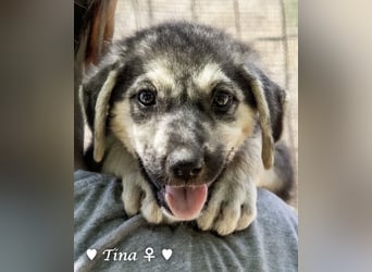 Teddy und seine Geschwister suchen ab September ein Zuhause