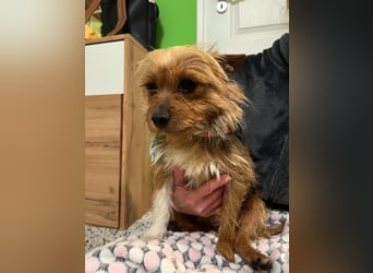 Betty, liebe und verschmuste Yorki-Mix-Hündin, geb. 12/2022